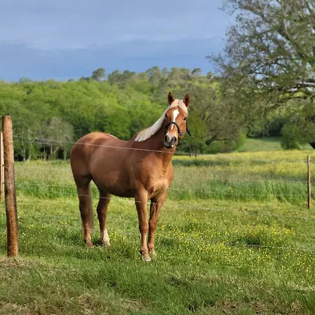 Hébergement de vacances Maison Chaleureuse à La Campagne Payrignac